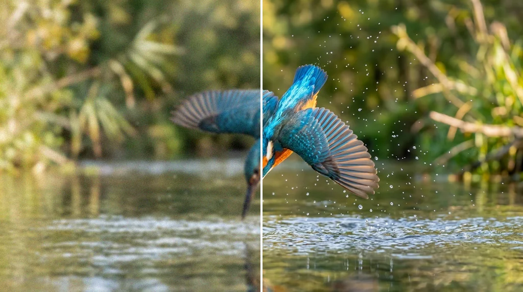 Before and after: a blurry, dull photo of a kingfisher diving and the same photo sharp and vivid
