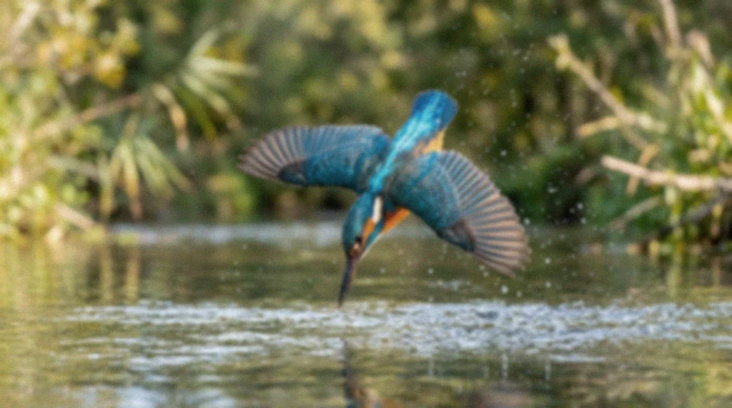 A kingfisher diving into a river, blurry and dull before, sharp and vivid after enhancement (before)