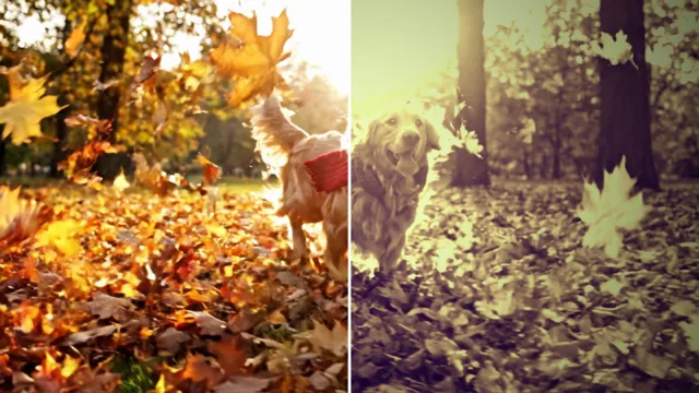 AI Video Filters example